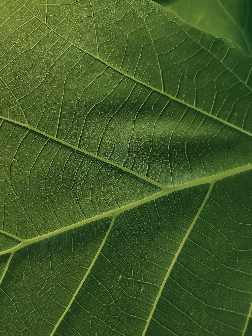 a close up view of a green leaf