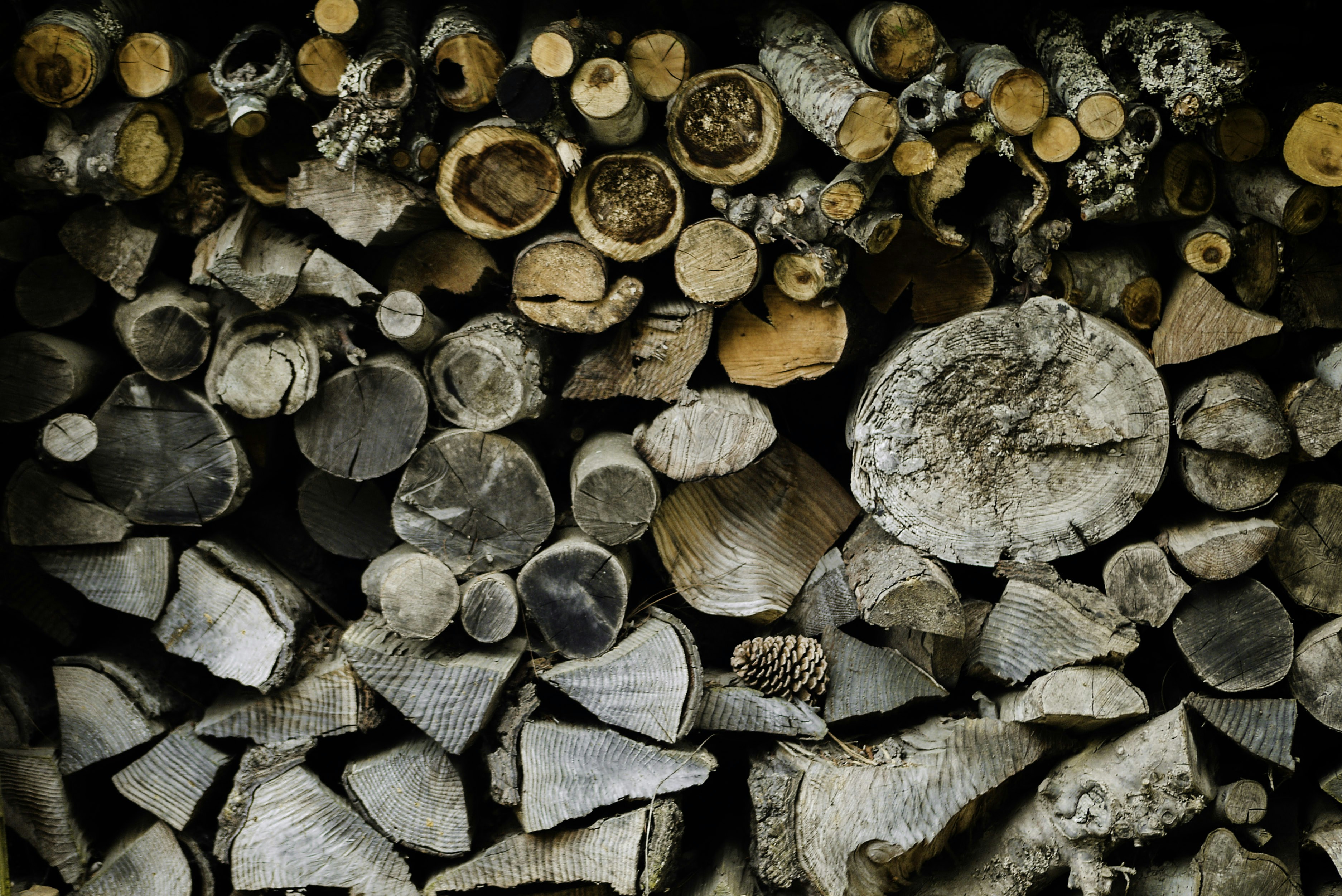 braune und schwarze Holzstämme