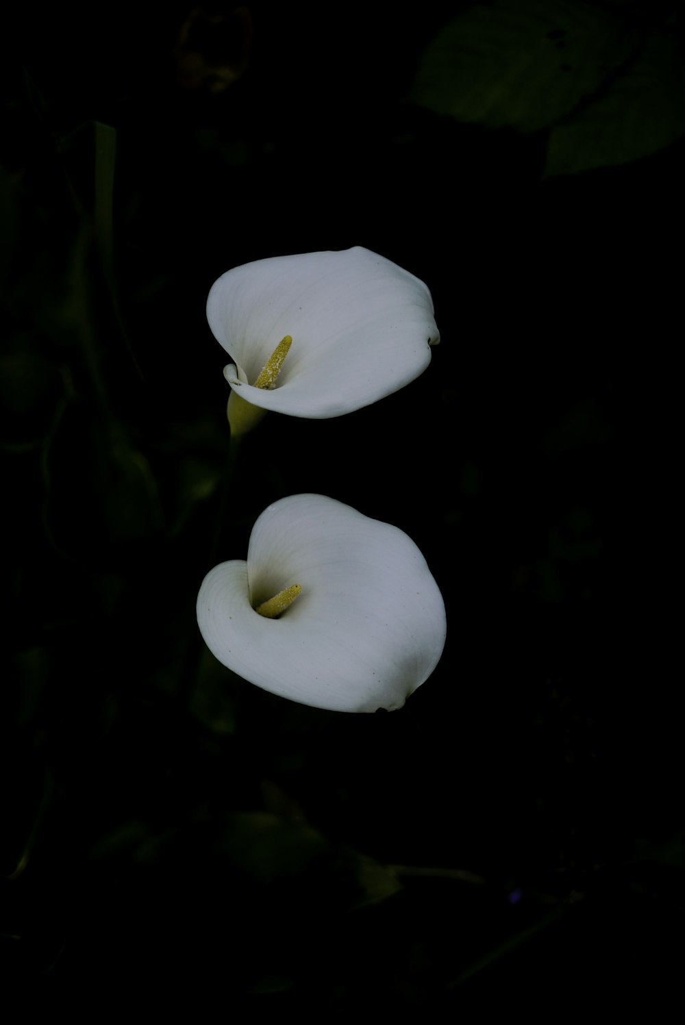 white flower in close up photography