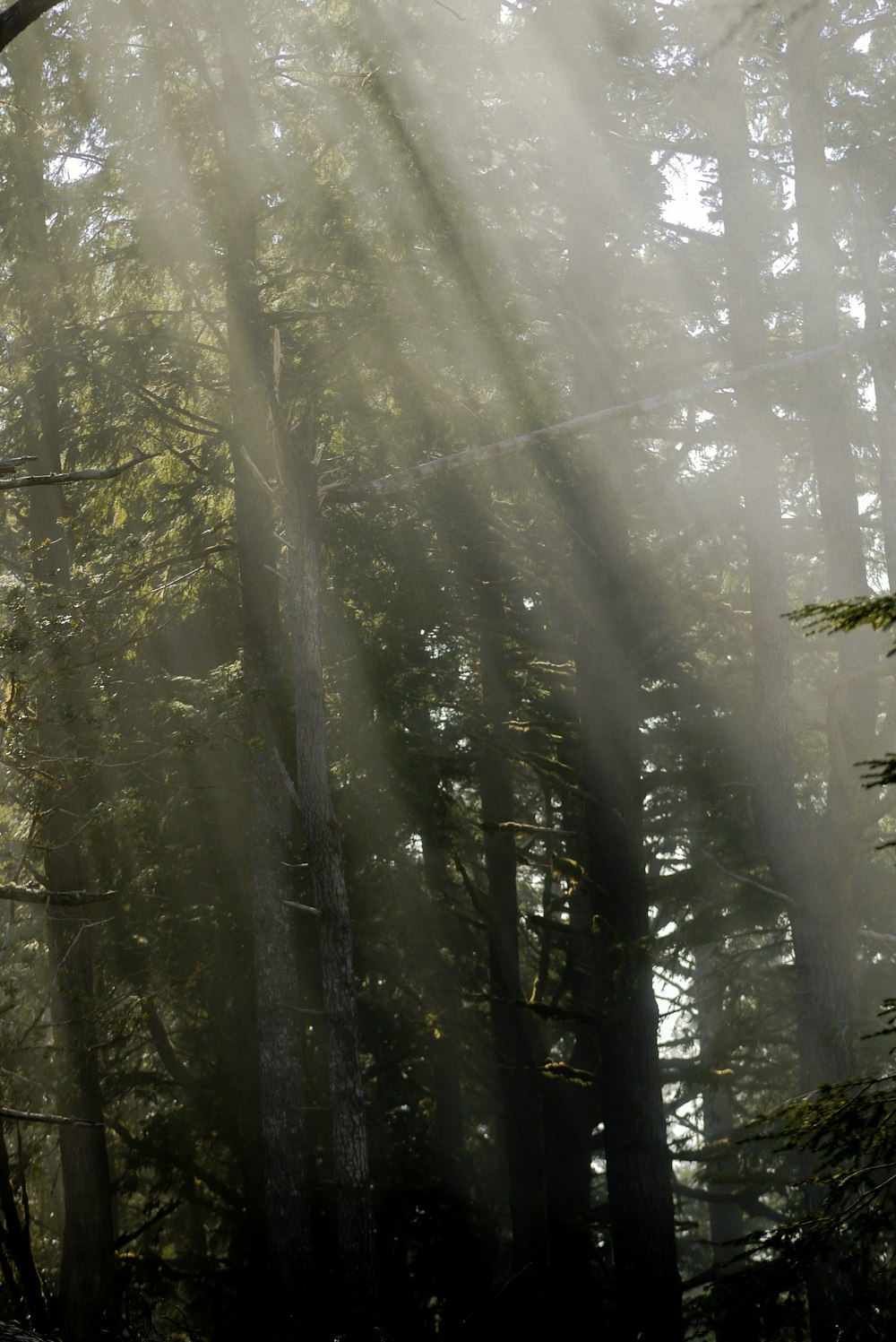 green trees covered with fog