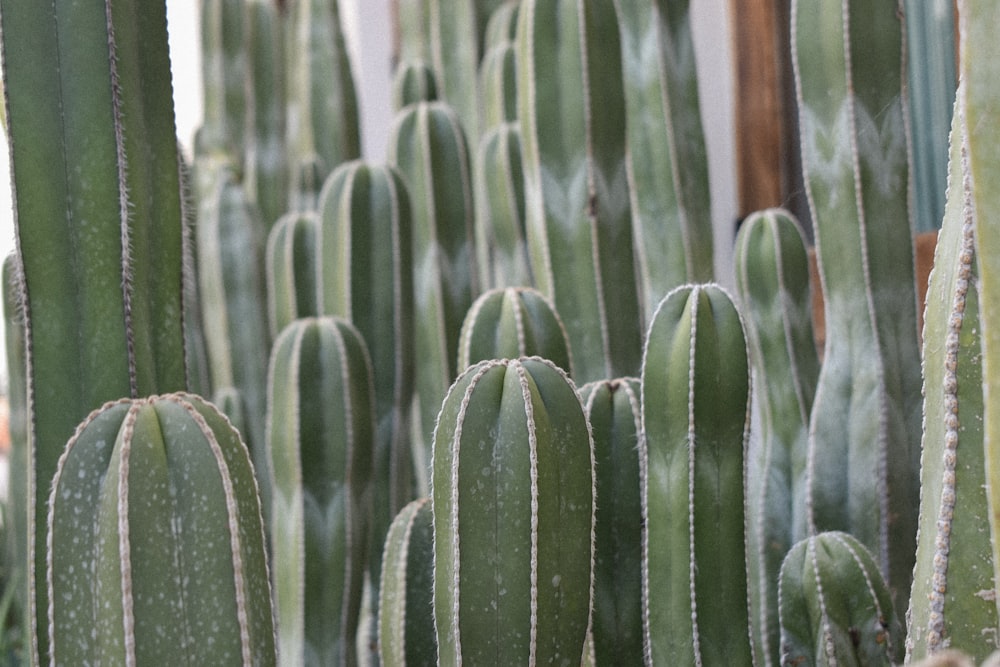 a group of green cactus plants in a garden