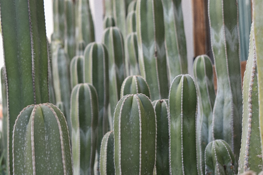 Un groupe de plantes de cactus verts dans un jardin