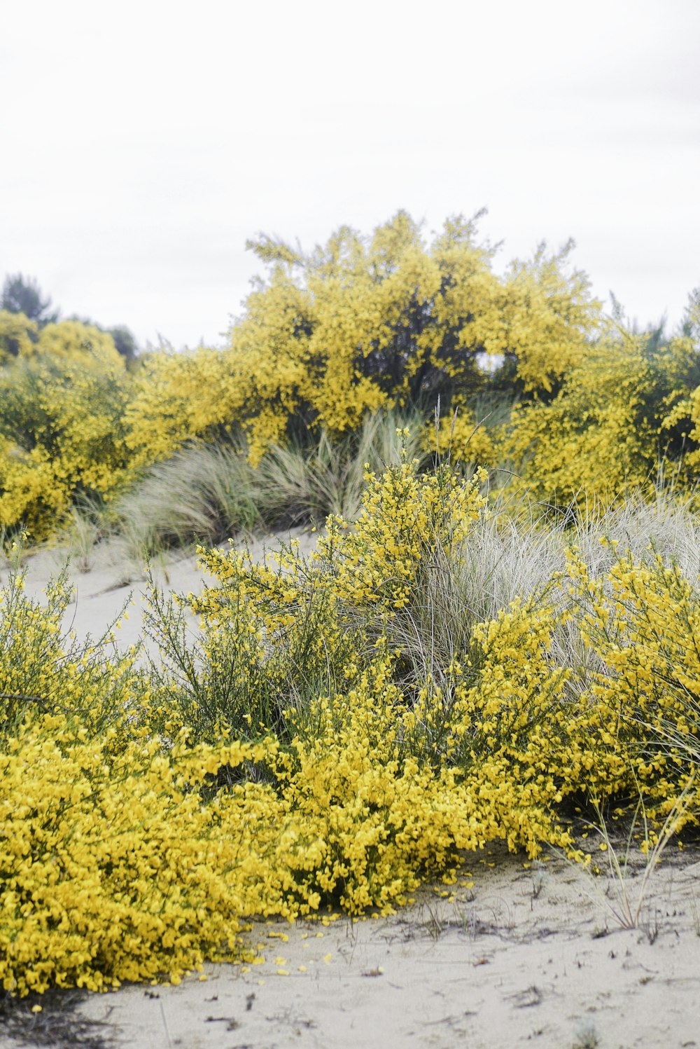 yellow flowers and green trees during daytime