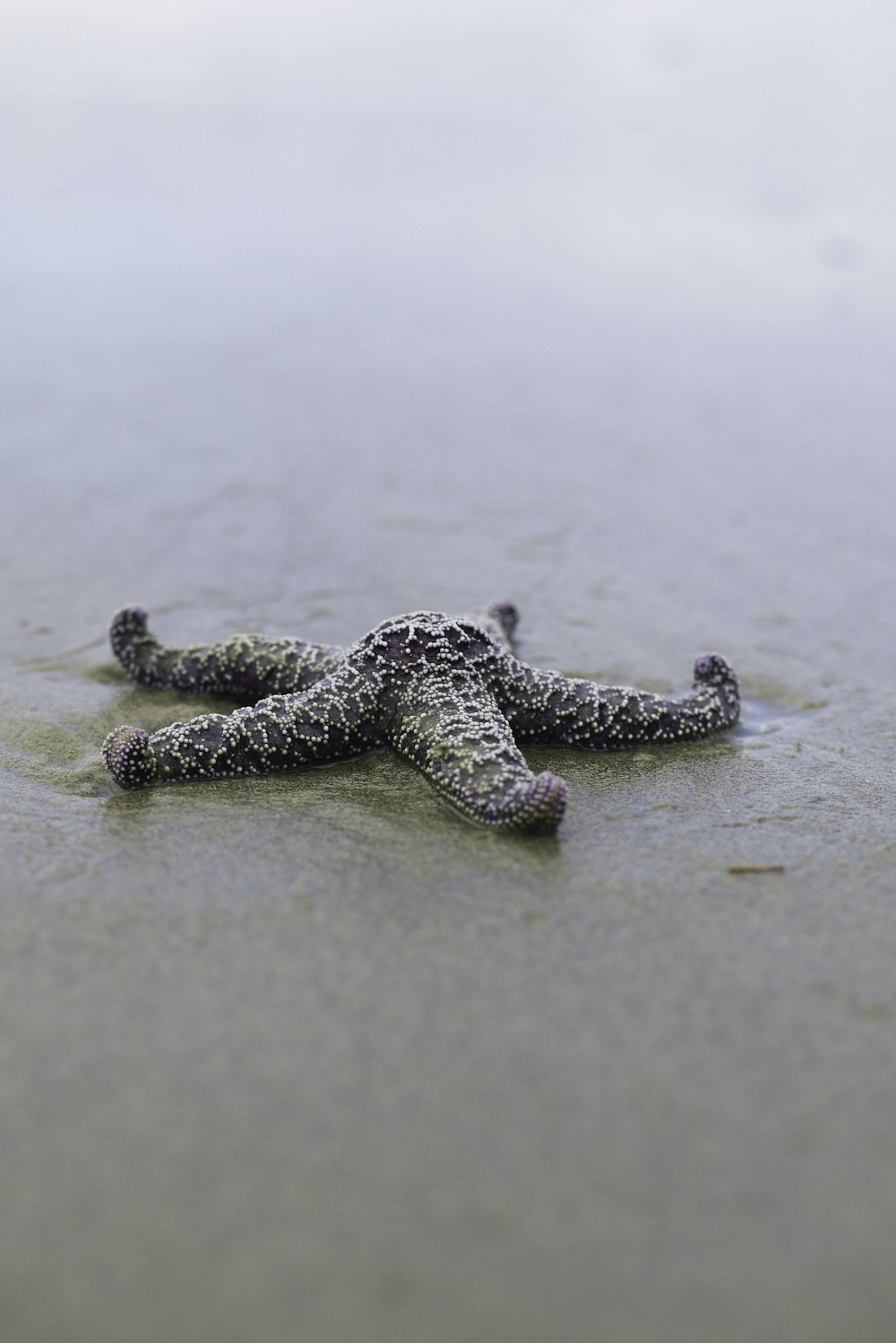 uma estrela-do-mar deitada na areia da praia