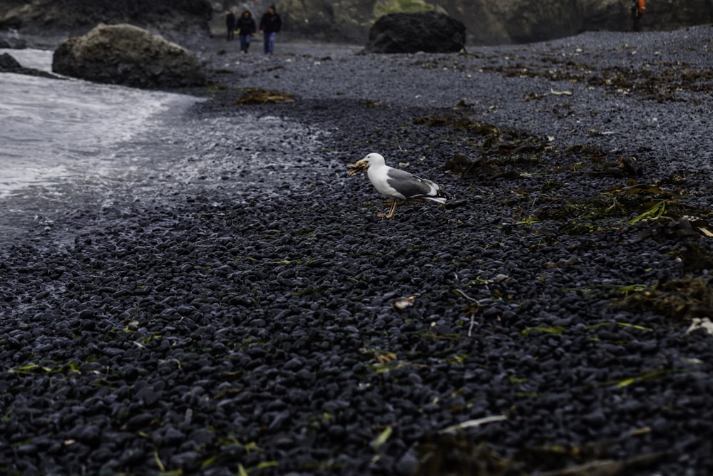 white and black bird on black and yellow stones near body of water during daytime