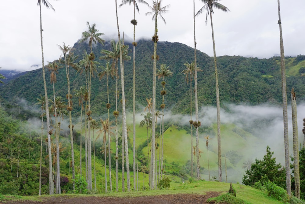 a group of palm trees standing in the middle of a forest