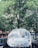 A car is parked under a lush green tree, covered in a transparent plastic sheet. The surroundings include additional parked cars on either side and a fence in the background. Sunlight filters through the tree leaves, casting dappled shadows on the vehicle.