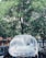 A car is parked under a lush green tree, covered in a transparent plastic sheet. The surroundings include additional parked cars on either side and a fence in the background. Sunlight filters through the tree leaves, casting dappled shadows on the vehicle.
