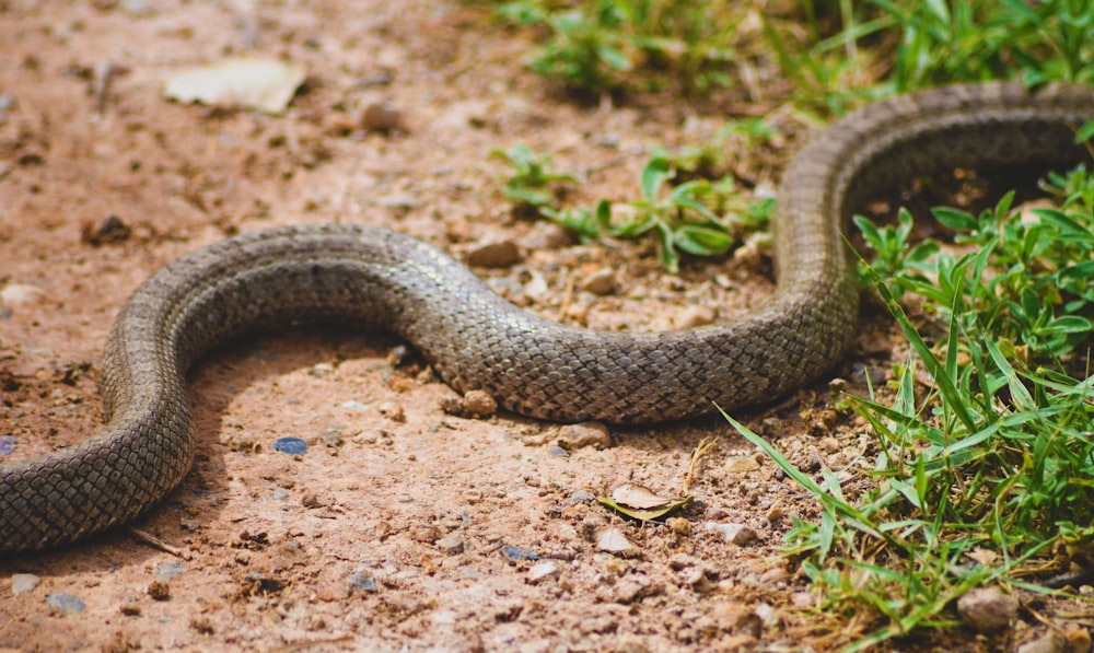 a snake that is laying on the ground