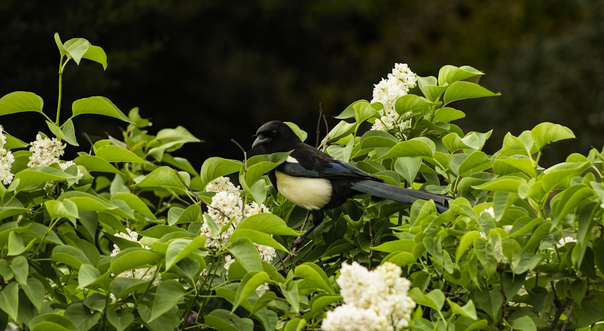 The Wild Bird