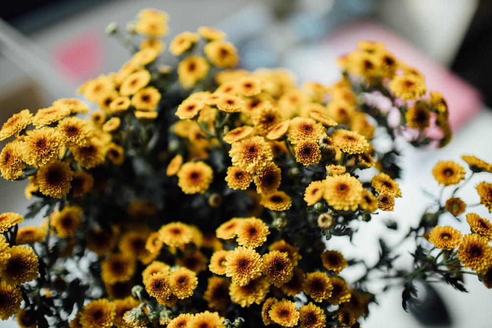 yellow flowers in tilt shift lens