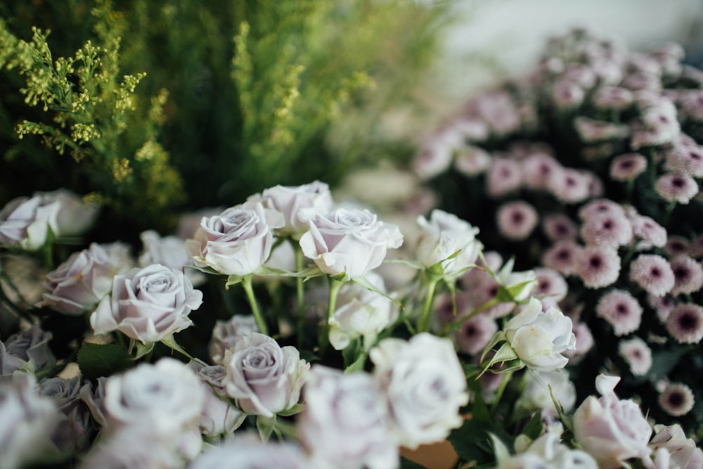 white roses in tilt shift lens