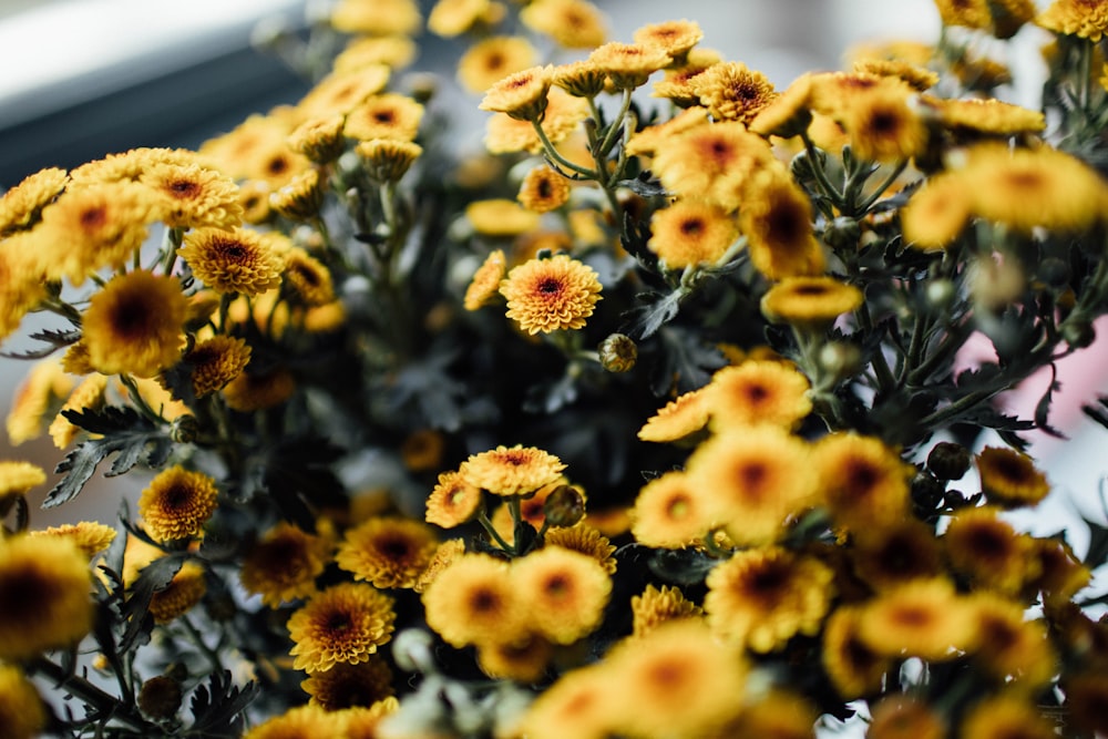 yellow sunflower field during daytime