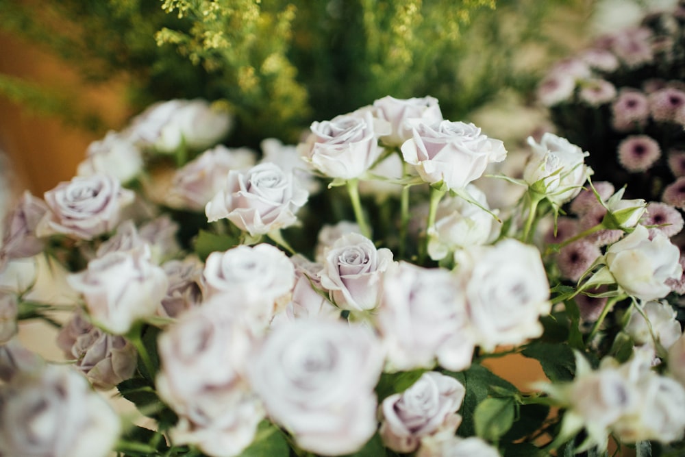 white and pink roses in bloom during daytime