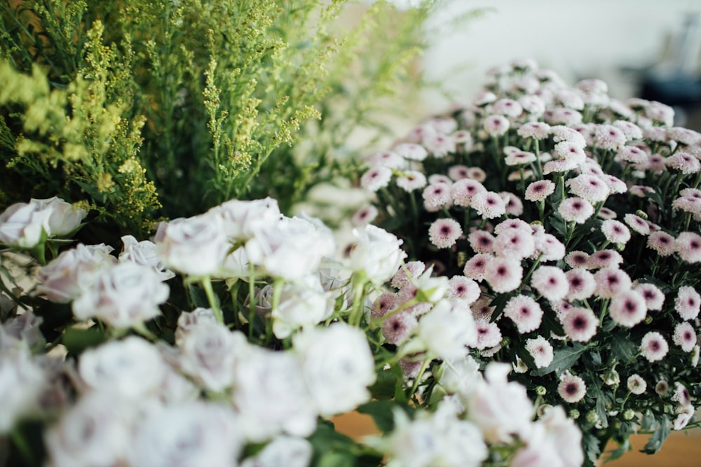 white and purple flowers in tilt shift lens