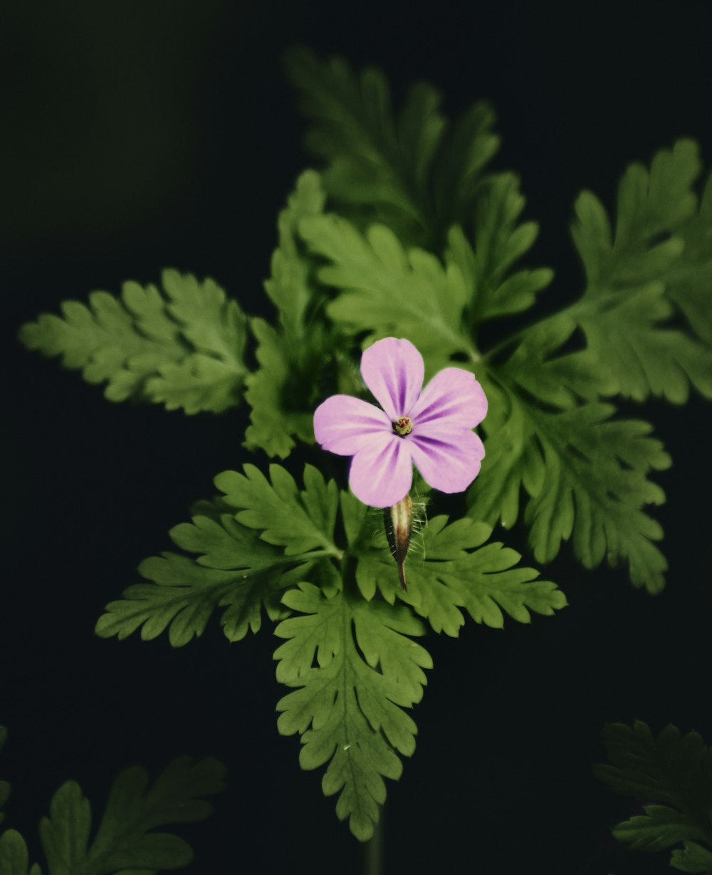 Flor verde de 5 pétalos en fotografía de primer plano
