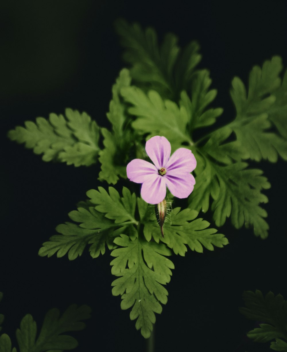 green 5 petaled flower in close up photography