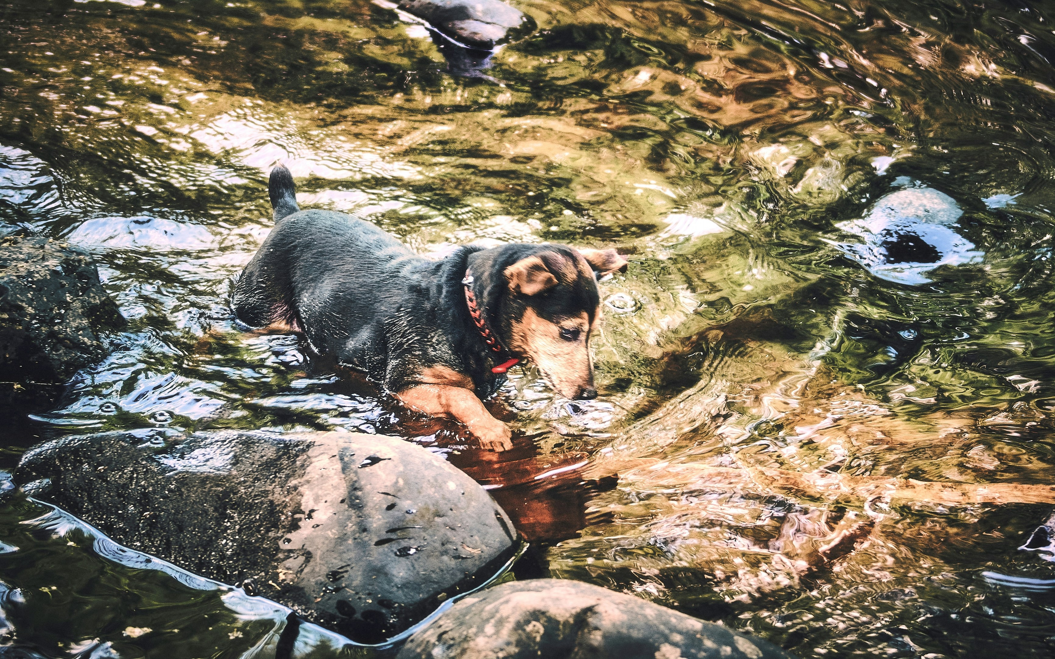 Un chien patauge dans un ruisseau avec des rochers