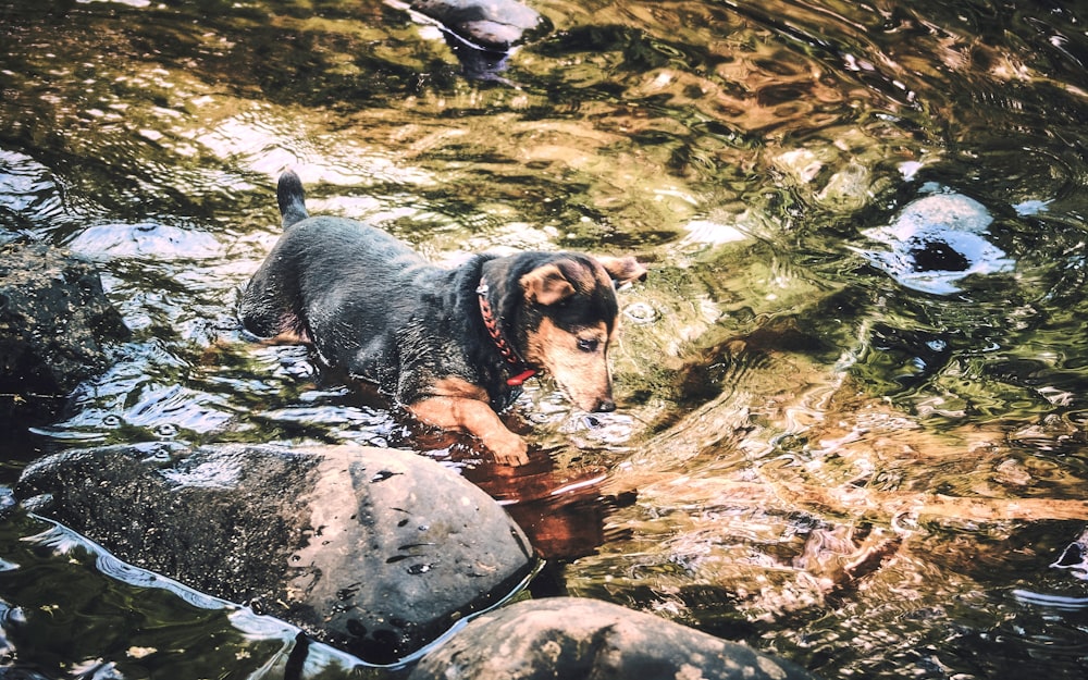 a dog is wading through a stream with rocks