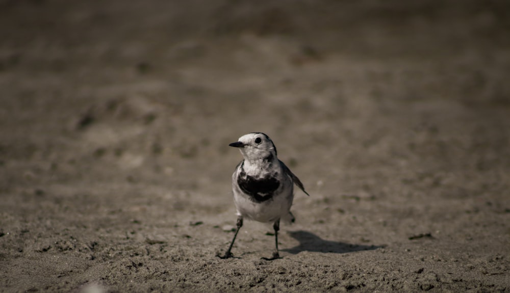 a small bird standing on top of a sandy beach