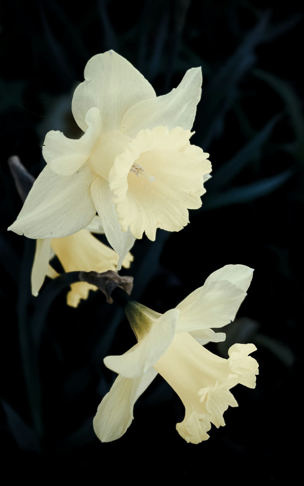 a close up of two white flowers on a black background