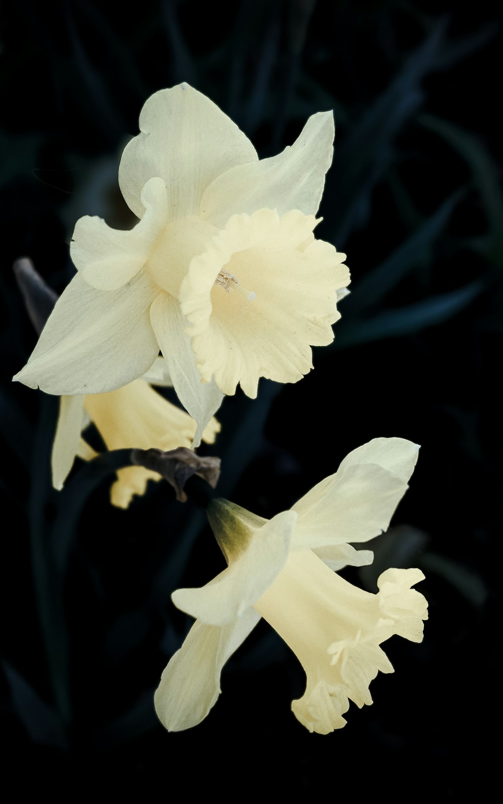 um close up de duas flores brancas em um fundo preto