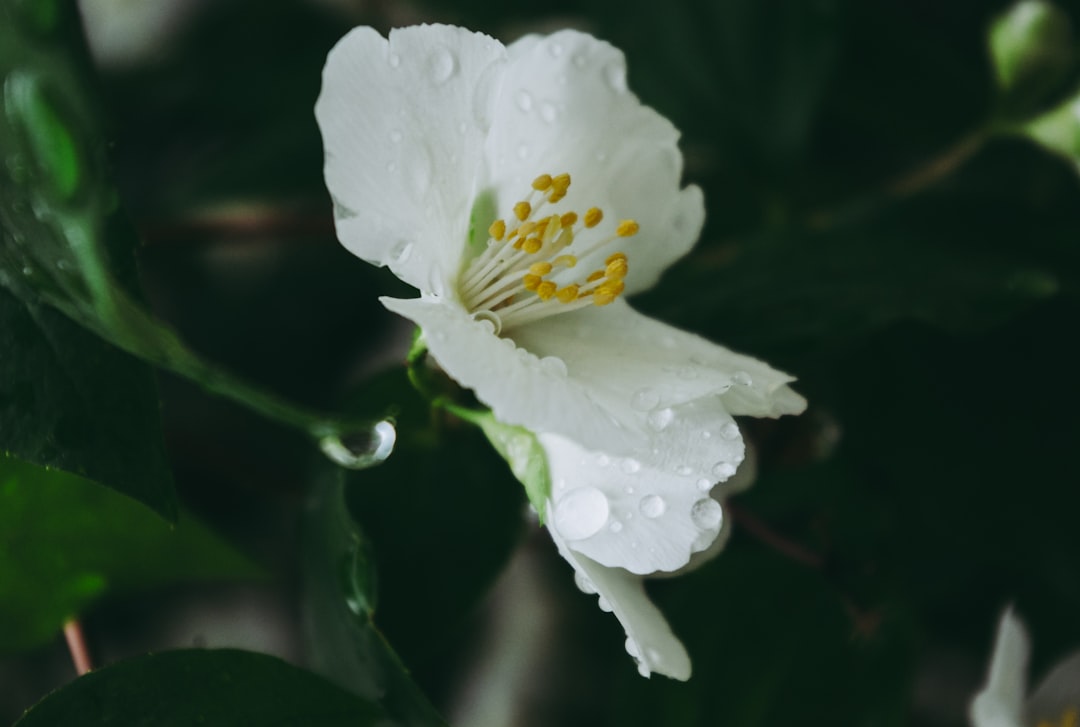 white flower with green leaves