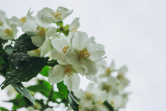a close up of white flowers with green leaves
