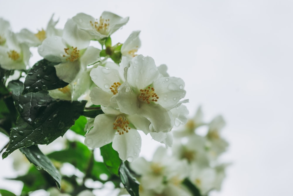 a close up of white flowers with green leaves