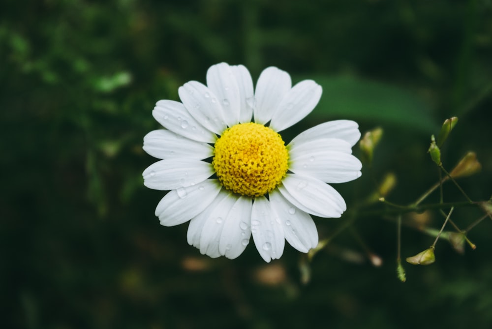 a close up of a white flower with a yellow center