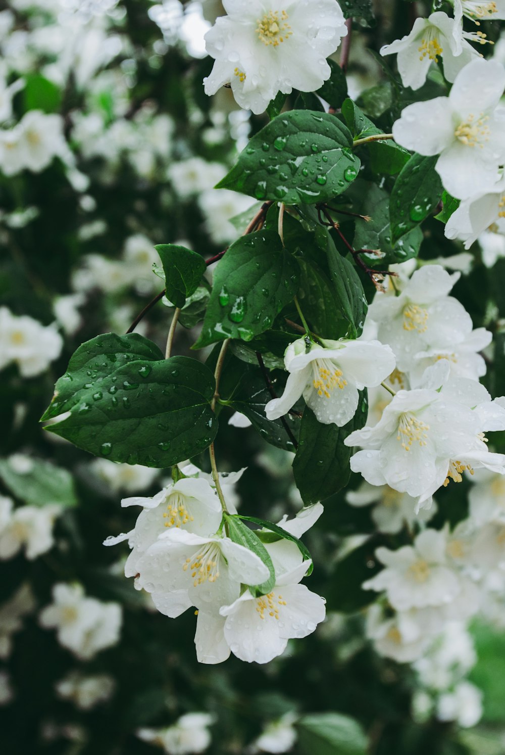 a bunch of white flowers with green leaves