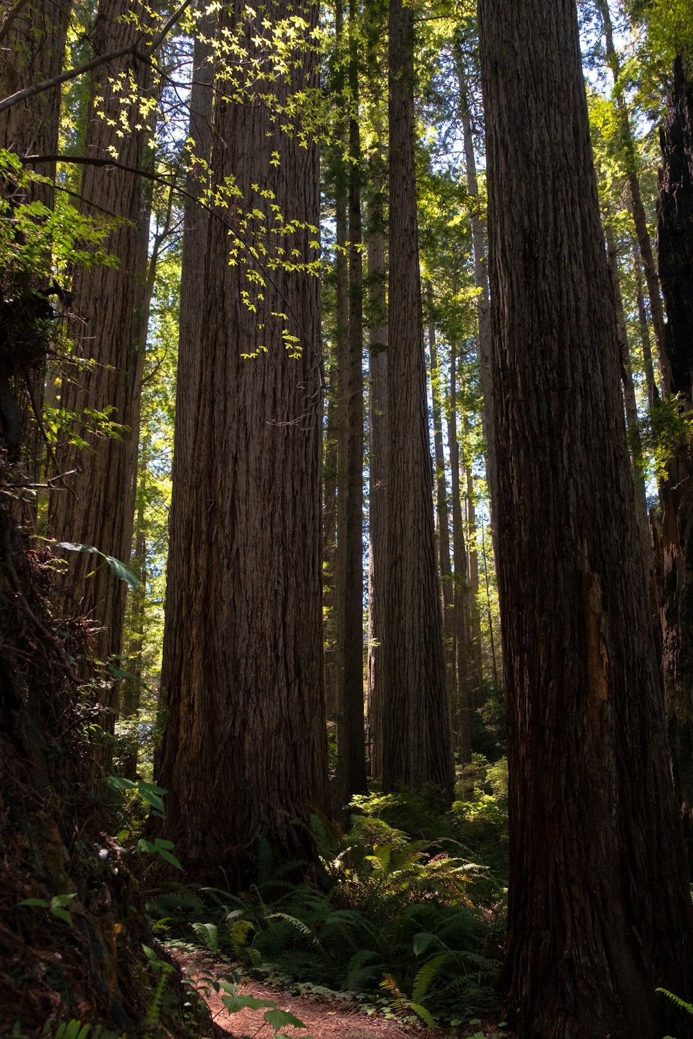 brown and green trees during daytime