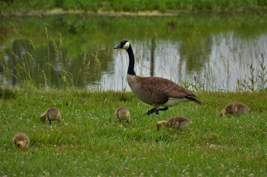 brown and black duck on green grass field near body of water during daytime