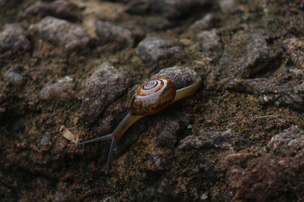 a snail is crawling on a rock