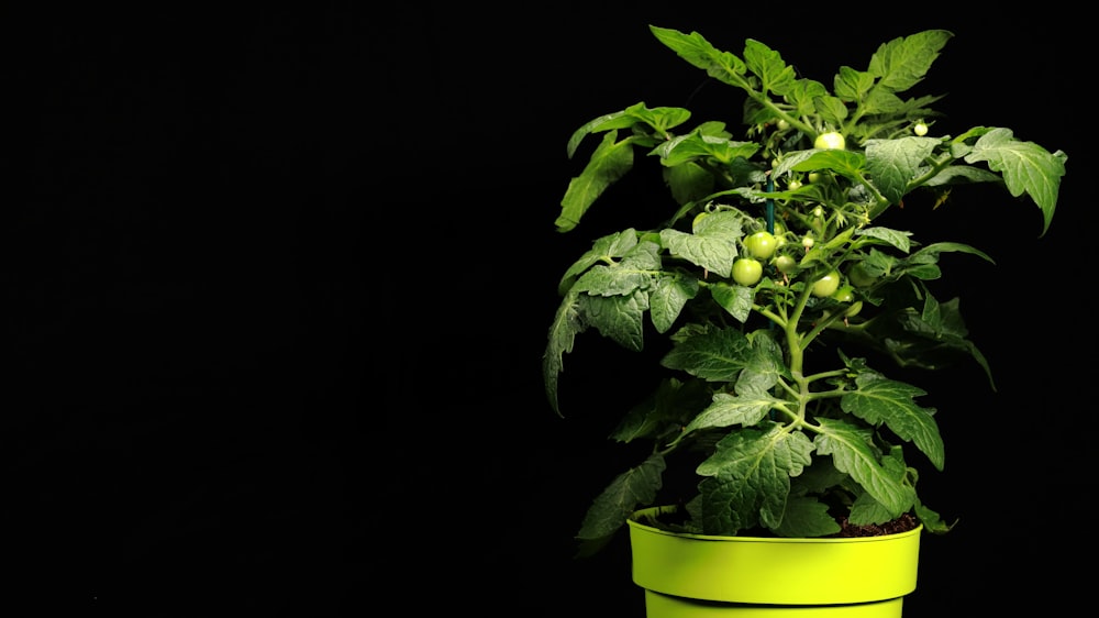 a green plant in a yellow pot on a black background