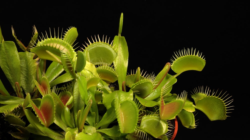 a close up of a plant with many leaves