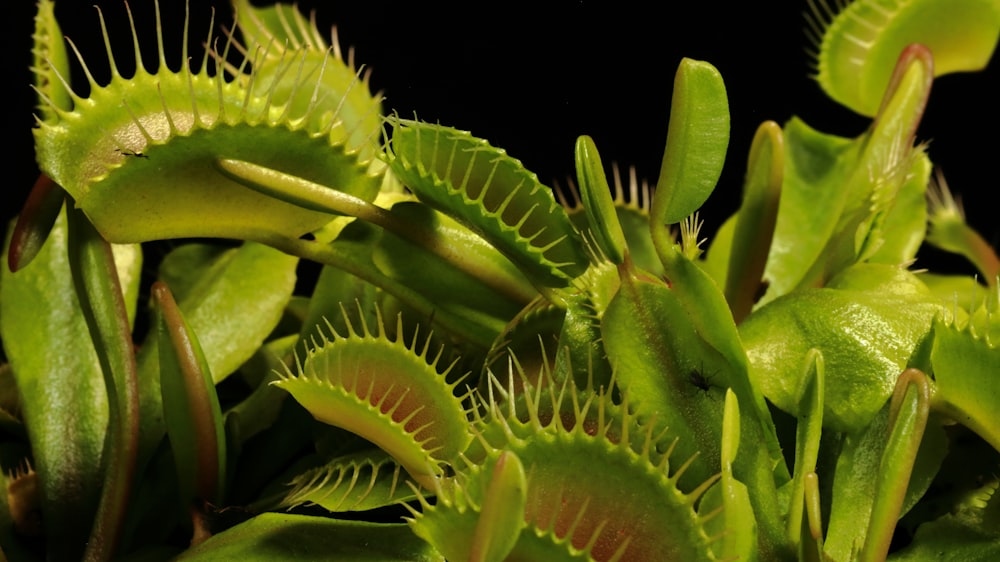 a close up of a plant with green leaves