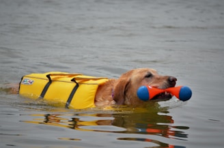 Best Duck Dog Training Accessories for Water Retrievers