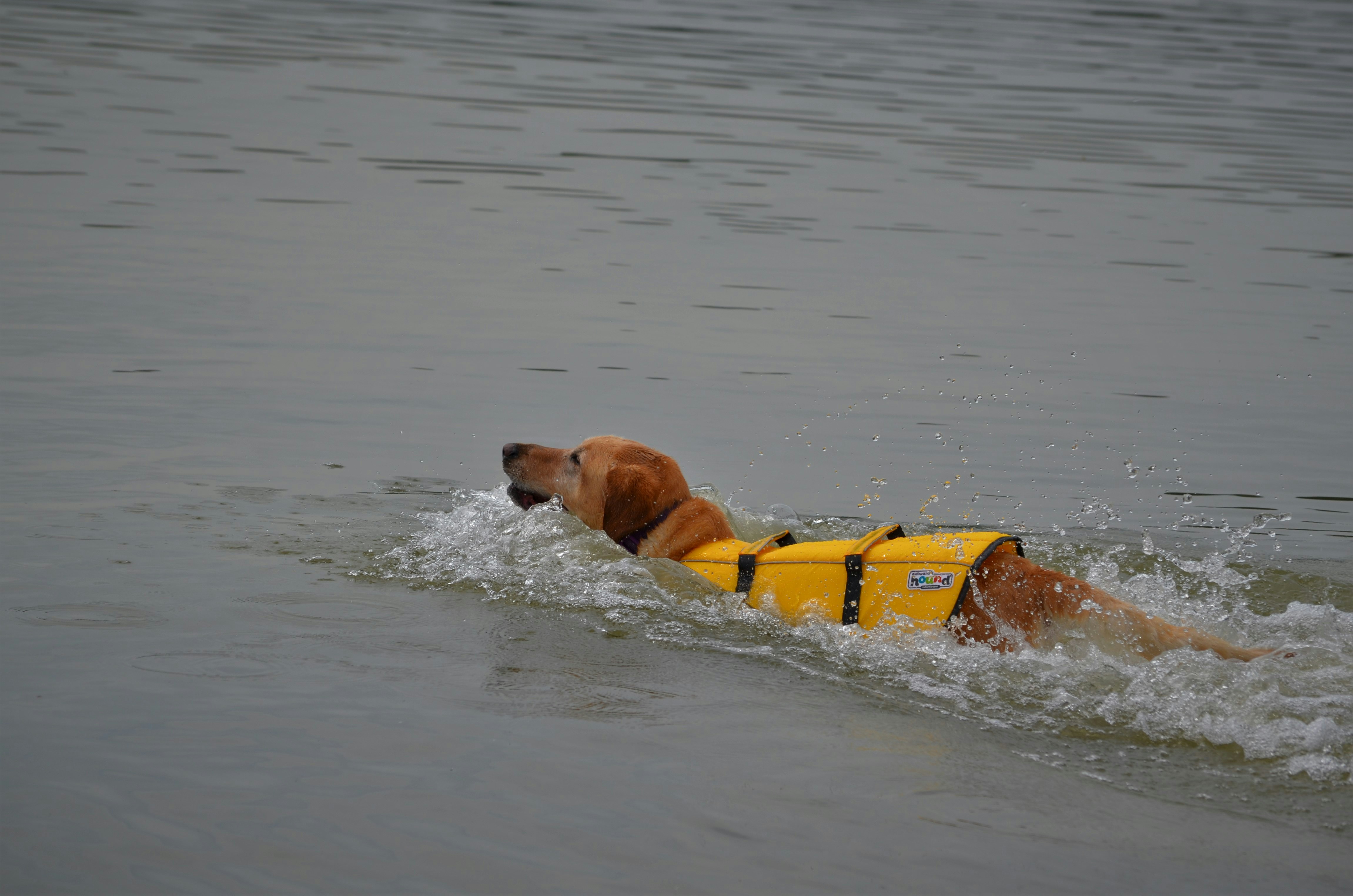 The Incredible World of Life-Saving Dogs