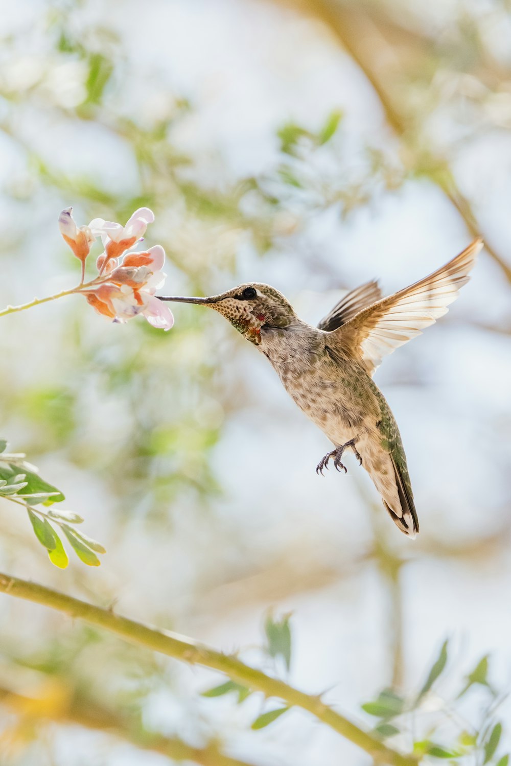 brown humming bird flying in the air