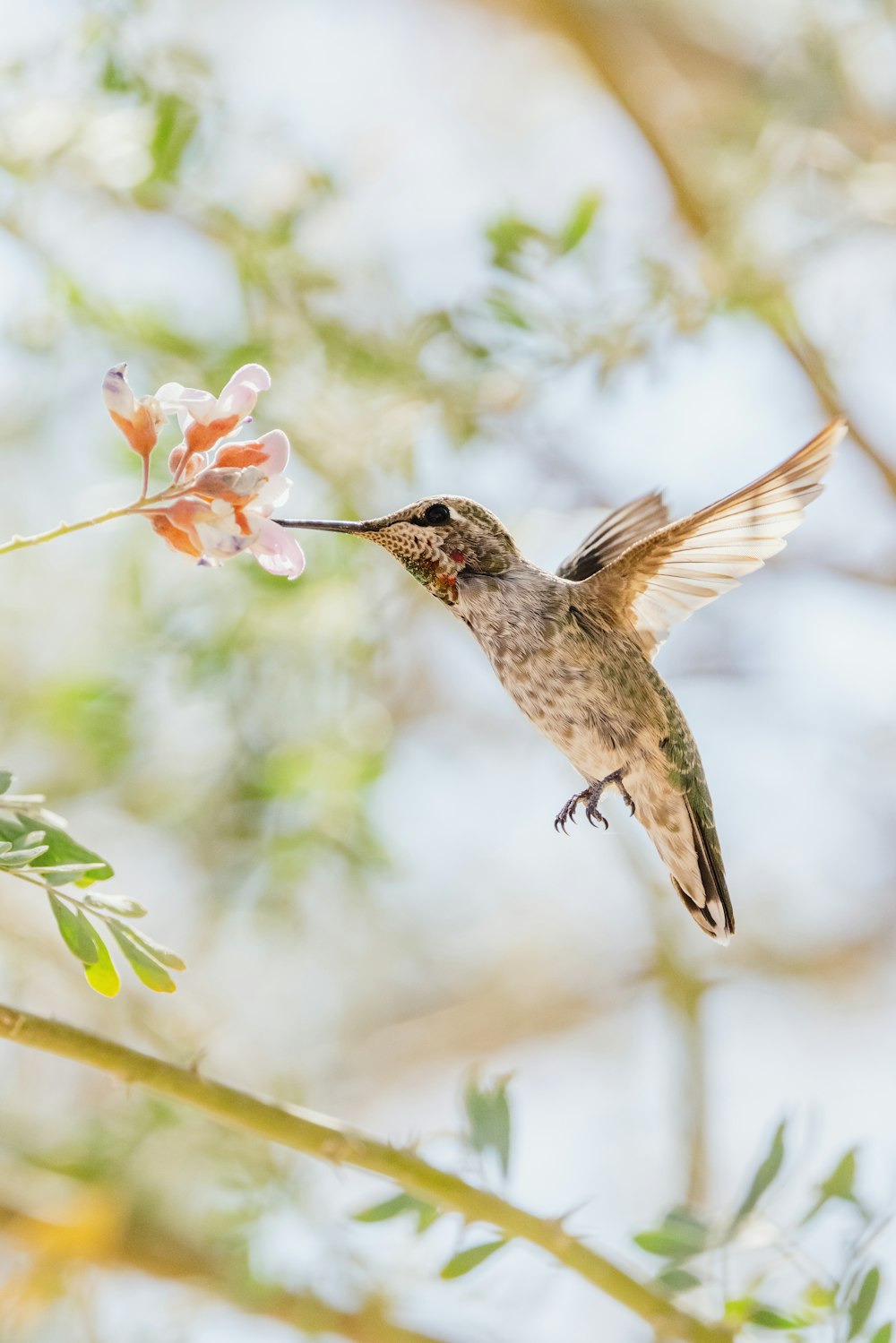 空を飛ぶ茶色のハチドリ