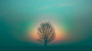 leafless tree under purple sky