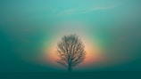 leafless tree under purple sky