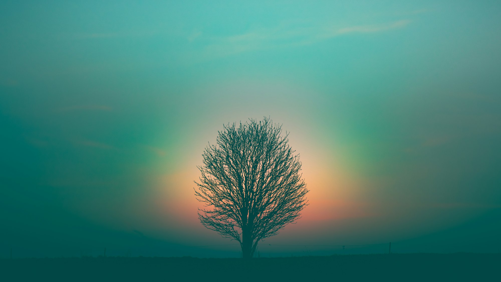 Rainbow behind a tree in a misty sky.