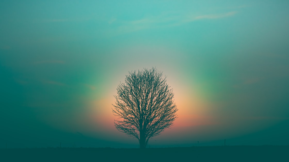 Bare tree silhouette against a moody sky, representing the disorientation between peak spiritual experience and unresolved ordinary life after a psychedelic retreat.
