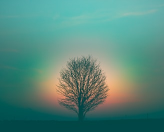 leafless tree under purple sky