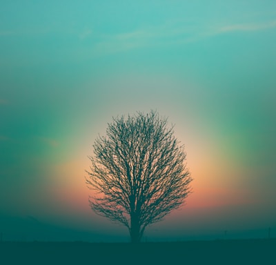 leafless tree under purple sky