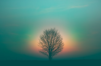 leafless tree under purple sky