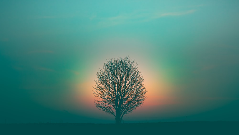 árvore sem folhas sob o céu roxo