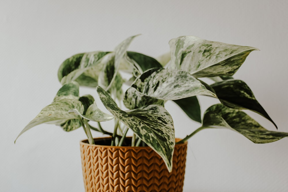 una planta en maceta sentada encima de una mesa de madera